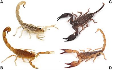 Venom Costs and Optimization in Scorpions